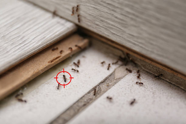 Best Emergency Pest Control  in , IA