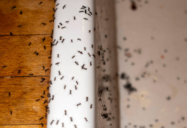Best Emergency Pest Control  in , IA